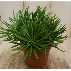 2 stuks! Senecio archeri himalaya