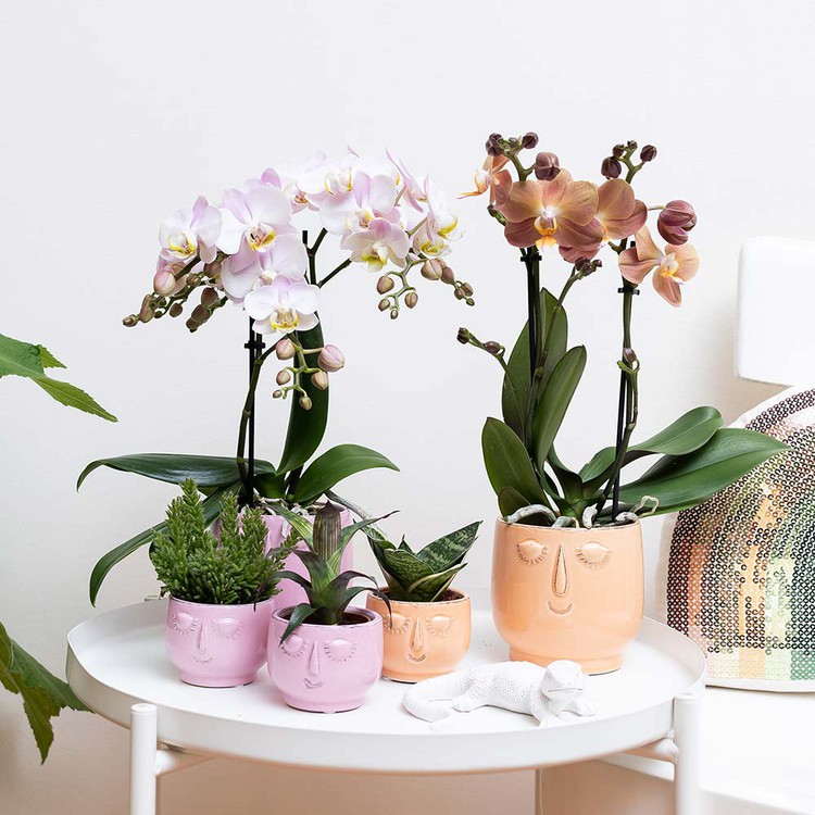 orchidee-kleine-vetplant-pot