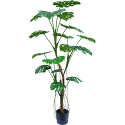 Greenmoods Plant Monstera - Monstera deliciosa - Nep plant - 1 Stuk - 180cm