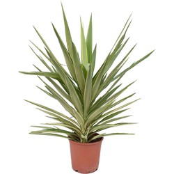 Yucca elephantipes 'Jewel' - XL Palm - Palmlelie - Pot 21cm - Hoogte 60-70cm