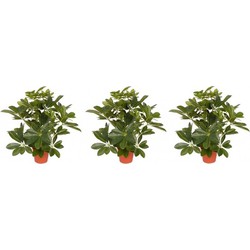 3x Schefflera kunstplant 55 cm - Kunstplanten