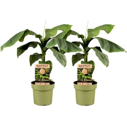 Musa Basjoo - Set van 2 - Bananenplant - Tuinplant - Pot 21cm - Hoogte 55-70cm