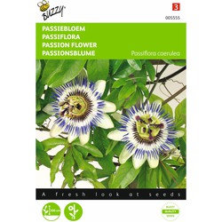 2 stuks - Samen Passiflora Passionsblume - Buzzy