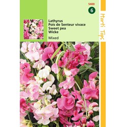 2 stuks - Lathyrus Latifolius Gemengd