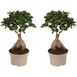 Ficus Ginseng - Set van 2 - Japanse Bonsai - Pot 15cm