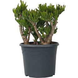 Jadeplant - Crassula ovata 'Hobbit' - Hoogte 55-60cm - ⌀30cm