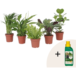 Luchtzuiverende kamerplanten - Set van 5 - Hoogte 25-40cm - ⌀12cm