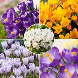 Crocus Mix - Bloembollen x60 - Crocus - Oranje / Paars / Wit