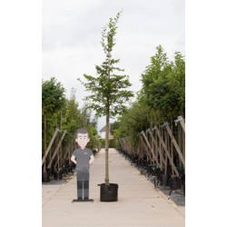 Haagbeuk Carpinus betulus h 550 cm st. omtrek 19 cm