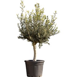 Olijfboom laag vertakt XL Olea europaea 130 cm boom