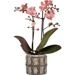 Kolibri Orchids | Phalaenopsis orchidee Fragrance Roze in Industrial Chic - 40cm hoog - Ø9 cm