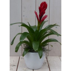 Bromelia witte pot 30 cm