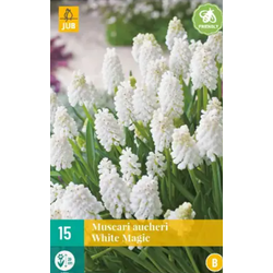 Muscari White magic