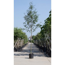 Lijsterbes Sorbus aucuparia h 350 cm st. omtrek 12 cm