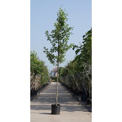 Gewone els Alnus glutinosa h 450 cm st. omtrek 16 cm