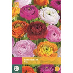 Ranunculus Mix - JUB