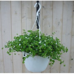 Hangplant Bacopa