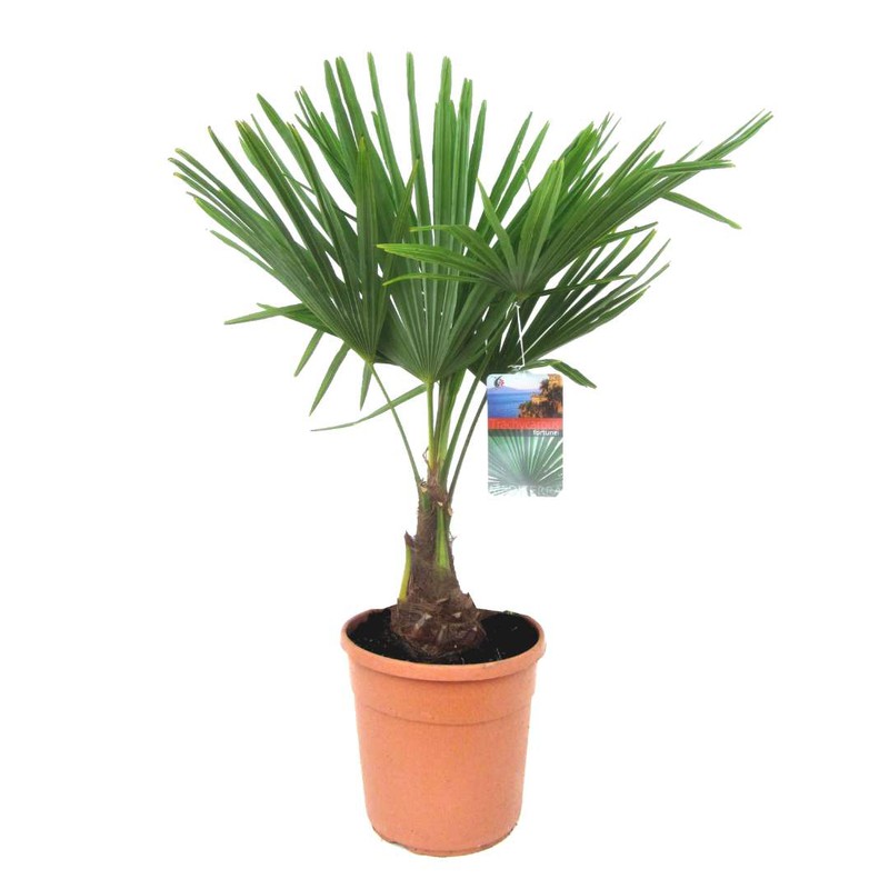 Trachycarpus Fortunei - Waaierpalmboom - Pot 21cm - Hoogte 65-75cm - 