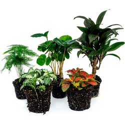 URBANJNGL - Terrariumplantenpakket Coffea Arabica - 5 planten - Koffieplant - Palm - Asperges - 2x Fittonia