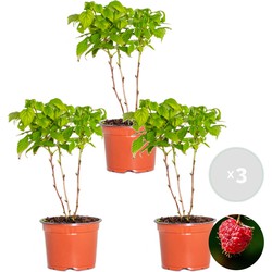 3x Rubus 'BonBonBerry Yummy' – Mini Framboos – Fruitboom – Zelf bestuivend - ⌀12 cm - ↕20-25 cm