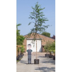 Zwarte Berk Betula nigra h 350 cm st. omtrek 12 cm - Warentuin Natuurlijk