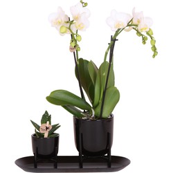 Kolibri Orchids | Plantenset Home Hub black small| Groene planten met witte Phalaenopsis orchidee in Home Hub black sierpotten en zwart dienblad
