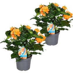 Crossandra Fortuna - Set van 2 - Oranje bloemen - Pot 13cm - Hoogte 20-30cm
