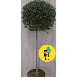 Buxus bol op stam diameter 40 cm 150 cm