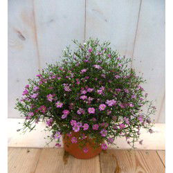5 stuks - Gipskruid roze