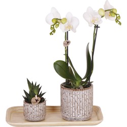 Kolibri Orchids | Plantenset Untamed Nature small | Groene planten met Phalaenopsis orchidee in Jaguar sierpotten en bamboe dienblad