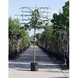 Spaanse aak als leiboom Acer campestre h 340 cm st. omtrek 16 cm st. h 220 cm