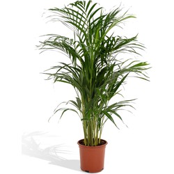 Hello Plants Dypsis Lutescens - Ø 21 cm - Hoogte: 110 cm - Areca Palm Kamerpalm
