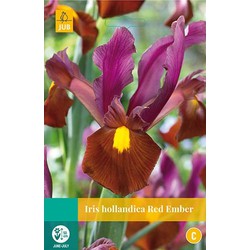 3 stuks - Iris hollandica Red Ember 8 bollen