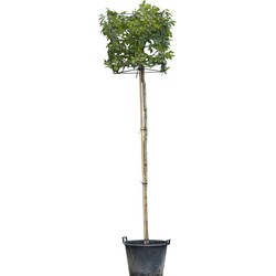 Haagbeuk kubus Carpinus betulus 300 cm - Warentuin Natuurlijk