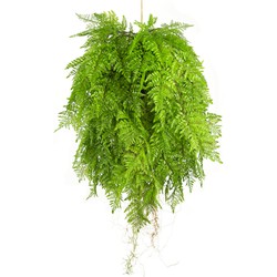 Greenmoods Hangplant Varen met wortels - Nephrolepis exaltata - Kunstplant - 1 Stuk - 80cm