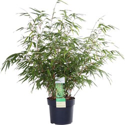 Fargesia rufa – Bamboe – Tuinplant – Winterhard - ⌀19 cm - ↕55-65 cm