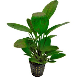 Ap-echinodorus ozelot groen 5 cm pot