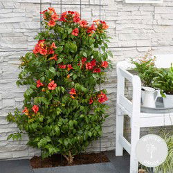 Campsis Summer Jazz Fire Trumpet – Trompetbloem – Klimplant – Winterhard - ⌀15 cm - ↕60-70 cm