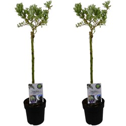 Salix Helvetica - Dwergwilg - Set van 2 - Boompje - ⌀19 cm - Hoogte 80-90 cm