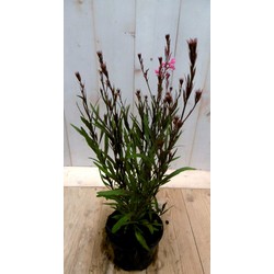 5 stuks - Gaura Prachtkaars roze