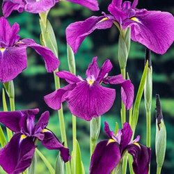 Iris kaempferi - Moerings