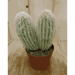 Kamerplant Cactus spinnenweb