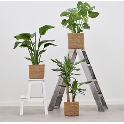 Green Bubble Combi deal - Jungle pakket (3x Tropische planten)