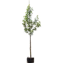 Amberboom laagstam Liquidambar styraciflua 250 cm - Warentuin Natuurlijk