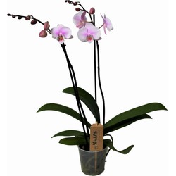 Phalaenopsis - Orchidee Roze - Pot 12cm - Hoogte 50-60cm