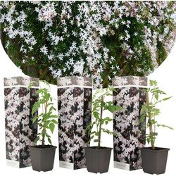 Jasminoides Officinale - Set van 3 - Wit - Jasmijn - Pot 9cm - Hoogte 25-40cm