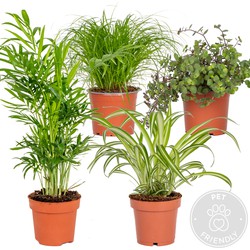 Floraya - 4x Huisdiervriendelijke kamerplanten | Planten voor katten | Kwekerspot D12 cm - H20-40 cm