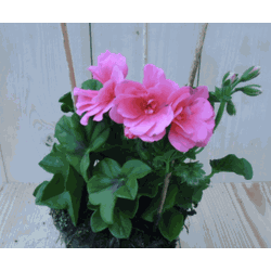 3 stuks! Hanggeranium roze