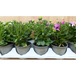 Spaanse Margriet Osteopermum 10 potjes in tray kleuren verschillend - Warentuin Natuurlijk