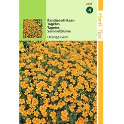 2 stuks - Tagetes Signata Pumila Oranje